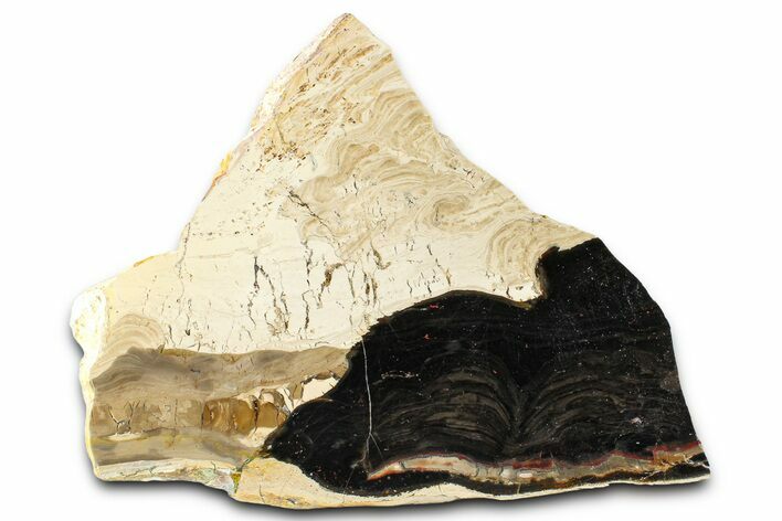 Polished Fossil Stromatolite (Columnacollenia) Slab - Crimea #363009